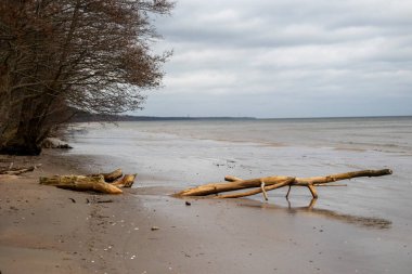 Baltık Denizi sahilinde mahvolmuş bir ağaç. Kumda devrilmiş ağaç kökleri. Letonya, Avrupa 'da bulutlu bir gün.