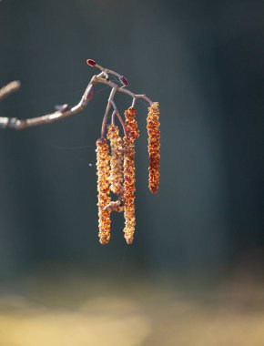 Kızılağaç dallarıyla güzel bir bahar manzarası. Letonya 'da İlkbahar, Avrupa.