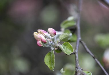 Bahar bahçesinde güzel, pembe elma ağaçları çiçek açar. Letonya, Avrupa 'da bahar sezonu.