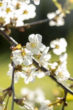 Baharda bahçede güzel beyaz kiraz ağaçları çiçek açar. Letonya, Avrupa 'da mevsimlik manzara.