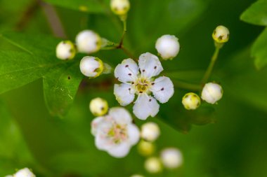 Baharda bahçede güzel beyaz kiraz ağaçları çiçek açar. Letonya, Avrupa 'da mevsimlik manzara.