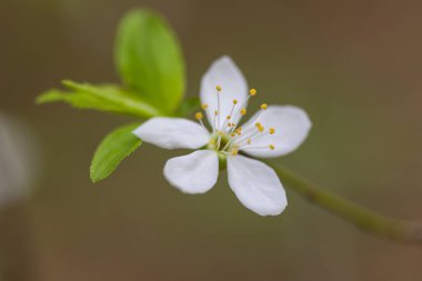Baharda bahçede güzel beyaz kiraz ağaçları çiçek açar. Letonya, Avrupa 'da mevsimlik manzara.
