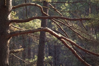 Güneşli bir bahar gününde güzel bir orman manzarası. Letonya, Avrupa 'da ilkbahar manzarası.