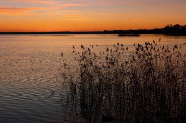 Renkli gökyüzü ve gölde yetişen kamışlarla güzel bir bahar sabahı. Letonya, Avrupa 'da mevsimlik manzara.