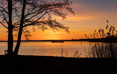 Ağaç siluetleriyle gölün üzerinde neşeli, renkli bir bahar sabahı. Letonya, Avrupa 'nın mevsimsel manzarası.