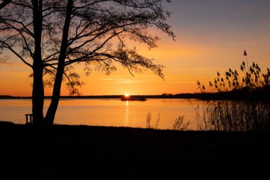 Ağaç siluetleriyle gölün üzerinde neşeli, renkli bir bahar sabahı. Letonya, Avrupa 'nın mevsimsel manzarası.