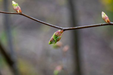 Parkta taze yeşil yaprakların filizlendiği güzel bir bahar manzarası. Letonya 'da İlkbahar, Avrupa.
