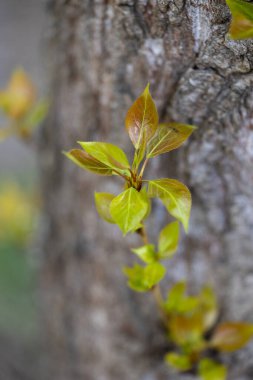 Parkta taze yeşil yaprakların filizlendiği güzel bir bahar manzarası. Letonya 'da İlkbahar, Avrupa.