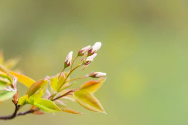 Parkta taze yeşil yaprakların filizlendiği güzel bir bahar manzarası. Letonya 'da İlkbahar, Avrupa.