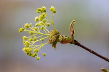 Akçaağaç ağaçlarının filizlendiği güzel bir bahar manzarası ve bir parkta çiçekler. LAtvia 'da İlkbahar, Avrupa.