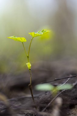 Akçaağaç ağaçlarının filizlendiği güzel bir bahar manzarası ve bir parkta çiçekler. LAtvia 'da İlkbahar, Avrupa.