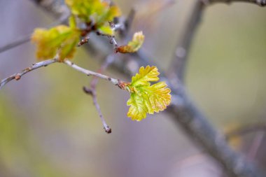 Parkta taze filizlenmiş meşe yapraklarıyla güzel bir bahar günü manzarası. Letonya 'da İlkbahar, Avrupa.