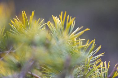 Güneşli bir bahar gününde güzel yeşil çam dalları. Letonya, Avrupa 'da mevsimlik orman ağaçlarının yakın çekimi.