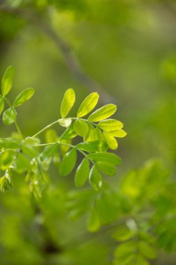 Baharda güzel yeşil akasya yaprakları. Letonya, Avrupa 'da doğal bahar manzarası.