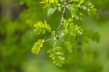 Baharda güzel yeşil akasya yaprakları. Letonya, Avrupa 'da doğal bahar manzarası.