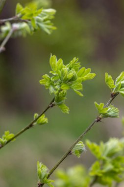 Baharda güzel yeşil akasya yaprakları. Letonya, Avrupa 'da doğal bahar manzarası.