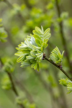 Baharda güzel yeşil akasya yaprakları. Letonya, Avrupa 'da doğal bahar manzarası.