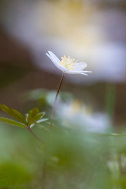 Bahar ormanında açan güzel beyaz ahşap şakayık çiçekleri. Letonya, Avrupa 'daki doğal orman manzarası.