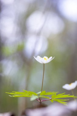 Bahar ormanında açan güzel beyaz ahşap şakayık çiçekleri. Letonya, Avrupa 'daki doğal orman manzarası.