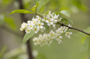 Bahar parkında güzel beyaz kuş kiraz çiçekleri. Letonya, Avrupa 'da doğal bahar manzarası.