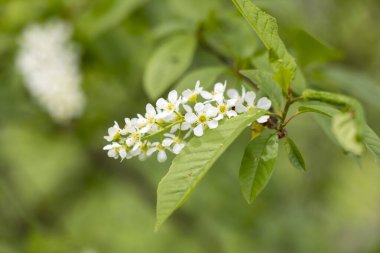 Bahar parkında güzel beyaz kuş kiraz çiçekleri. Letonya, Avrupa 'da doğal bahar manzarası.
