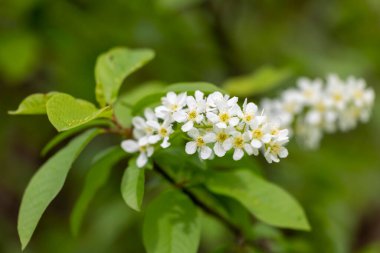 Bahar parkında güzel beyaz kuş kiraz çiçekleri. Letonya, Avrupa 'da doğal bahar manzarası.