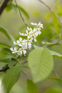Bahar parkında güzel beyaz kuş kiraz çiçekleri. Letonya, Avrupa 'da doğal bahar manzarası.