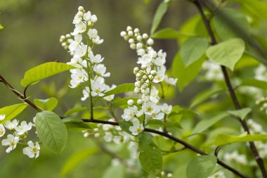 Bahar parkında güzel beyaz kuş kiraz çiçekleri. Letonya, Avrupa 'da doğal bahar manzarası.