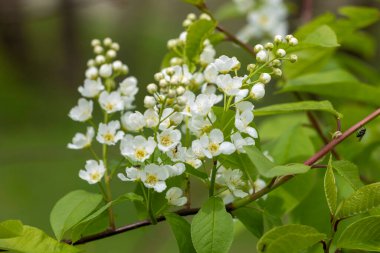 Bahar parkında güzel beyaz kuş kiraz çiçekleri. Letonya, Avrupa 'da doğal bahar manzarası.