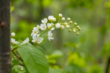 Bahar parkında güzel beyaz kuş kiraz çiçekleri. Letonya, Avrupa 'da doğal bahar manzarası.