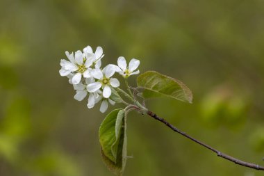 Bahar parkında güzel beyaz kuş kiraz çiçekleri. Letonya, Avrupa 'da doğal bahar manzarası.