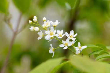 Bahar parkında güzel beyaz kuş kiraz çiçekleri. Letonya, Avrupa 'da doğal bahar manzarası.