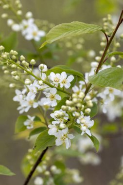 Bahar parkında güzel beyaz kuş kiraz çiçekleri. Letonya, Avrupa 'da doğal bahar manzarası.