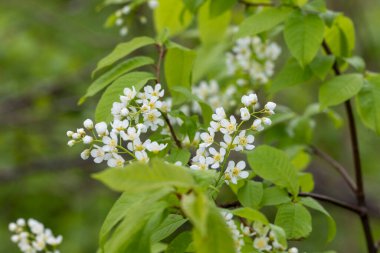 Bahar parkında güzel beyaz kuş kiraz çiçekleri. Letonya, Avrupa 'da doğal bahar manzarası.