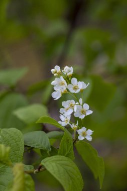 Bahar parkında güzel beyaz kuş kiraz çiçekleri. Letonya, Avrupa 'da doğal bahar manzarası.
