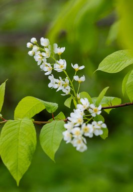 Bahar parkında güzel beyaz kuş kiraz çiçekleri. Letonya, Avrupa 'da doğal bahar manzarası.