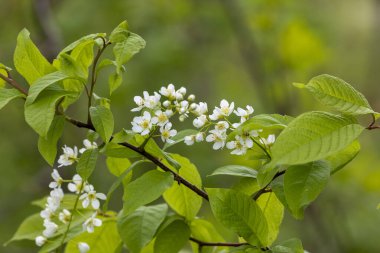 Bahar parkında güzel beyaz kuş kiraz çiçekleri. Letonya, Avrupa 'da doğal bahar manzarası.