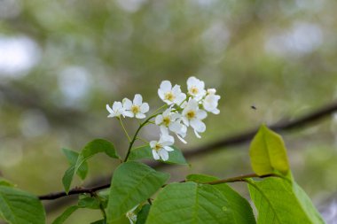Bahar parkında güzel beyaz kuş kiraz çiçekleri. Letonya, Avrupa 'da doğal bahar manzarası.
