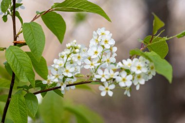 Bahar parkında güzel beyaz kuş kiraz çiçekleri. Letonya, Avrupa 'da doğal bahar manzarası.