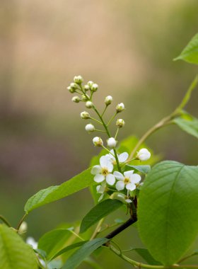 Bahar parkında güzel beyaz kuş kiraz çiçekleri. Letonya, Avrupa 'da doğal bahar manzarası.