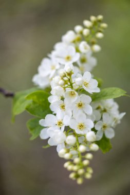 Bahar parkında güzel beyaz kuş kiraz çiçekleri. Letonya, Avrupa 'da doğal bahar manzarası.
