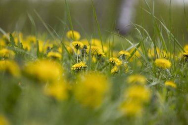 Taze çimenlerde açan güzel sarı dandellion çiçekleri. Letonya, Avrupa 'da doğal bahar manzarası.