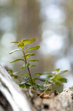 Letonya, Avrupa 'nın ormanlarındaki ilkbahar manzarası. Orman detayları.
