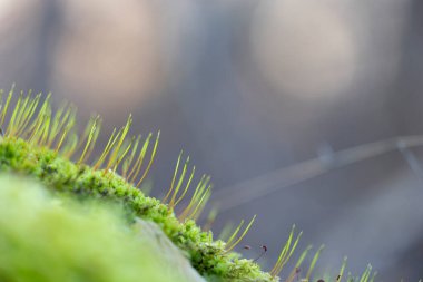 Letonya, Avrupa 'nın ormanlarındaki ilkbahar manzarası. Orman detayları.