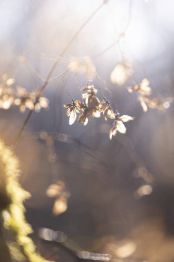 Letonya, Avrupa 'nın ormanlarındaki ilkbahar manzarası. Orman detayları.