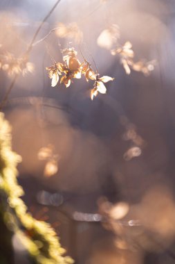 Letonya, Avrupa 'nın ormanlarındaki ilkbahar manzarası. Orman detayları.