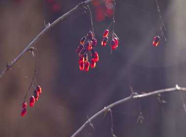 Letonya, Avrupa 'nın ormanlarındaki ilkbahar manzarası. Orman detayları.