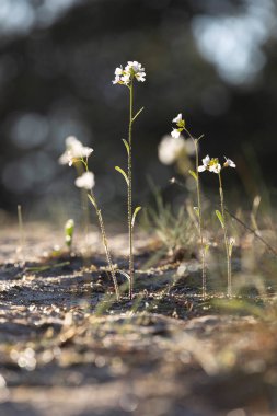 İlkbahar çiçekleri ormanda çiçek açıyor. Letonya, Avrupa 'nın doğal ilkbahar manzarası.