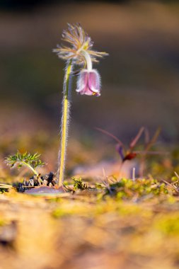 İlkbahar çiçekleri ormanda çiçek açıyor. Letonya, Avrupa 'nın doğal ilkbahar manzarası.