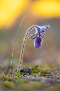 İlkbahar çiçekleri ormanda çiçek açıyor. Letonya, Avrupa 'nın doğal ilkbahar manzarası.
